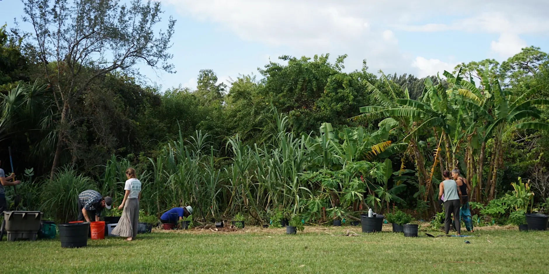 People working together in a garden.
